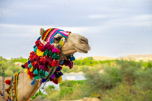 Typical camel with its colorful outfit in front of the Nile river