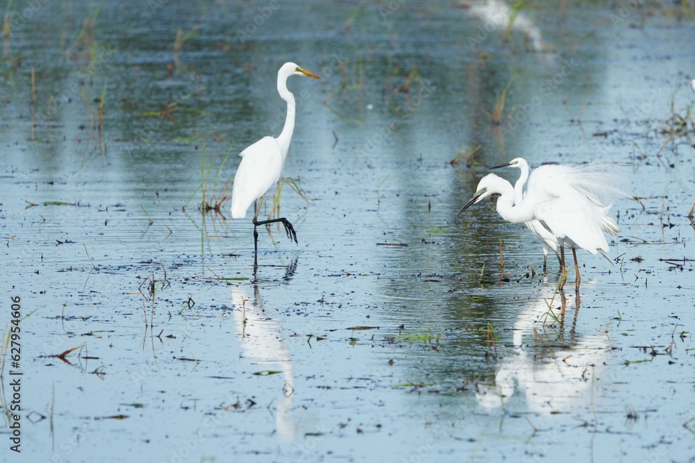Naklejka premium Egrets feeding on shells, crabs and fish in the fields.