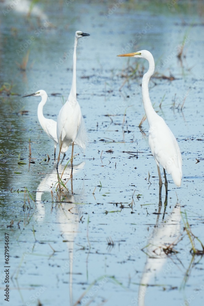 Naklejka premium Egrets feeding on shells, crabs and fish in the fields.