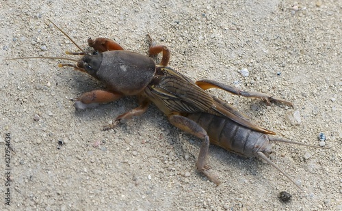 Valokuva European moth cricket on the sand.