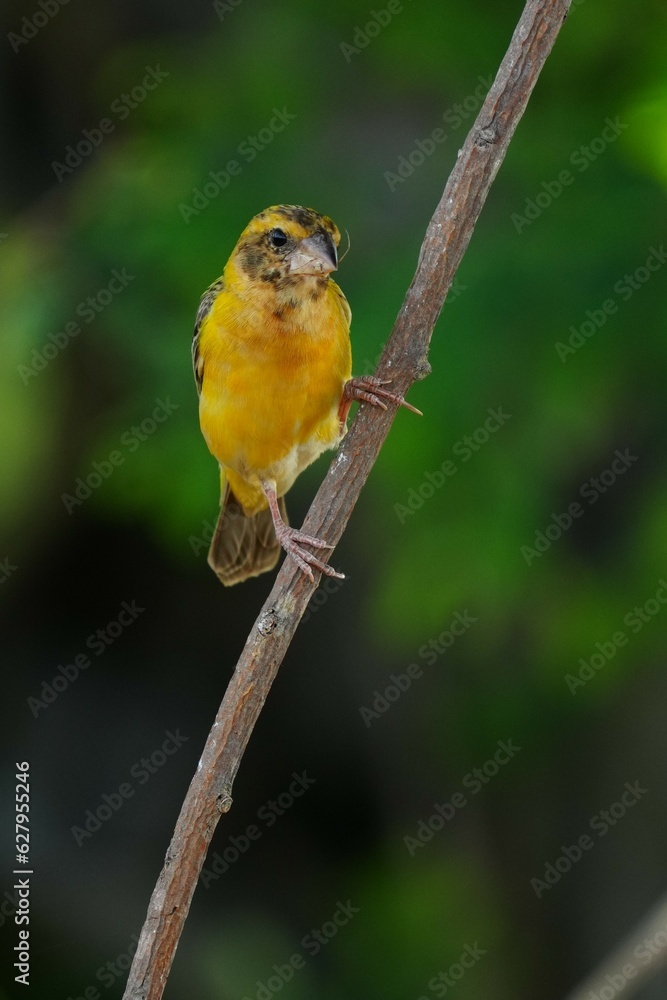 Golden warbler with yellow body and dark brown wings naturally. Golden warbler with yellow body and dark brown wings naturally.
