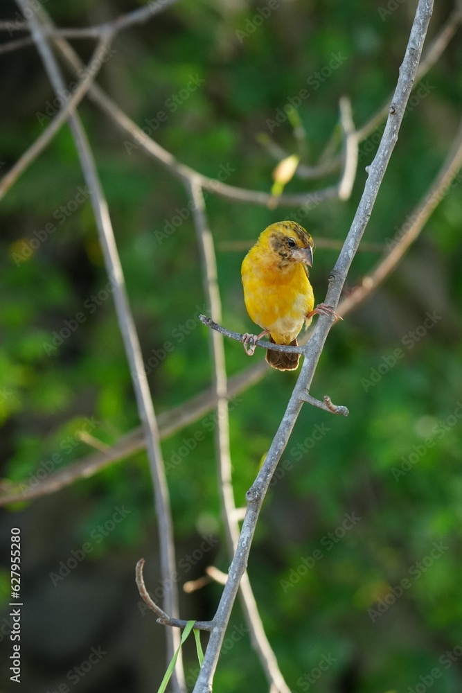 Golden warbler with yellow body and dark brown wings naturally. Golden warbler with yellow body and dark brown wings naturally.