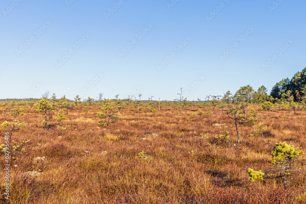 Bog landscape view in the north