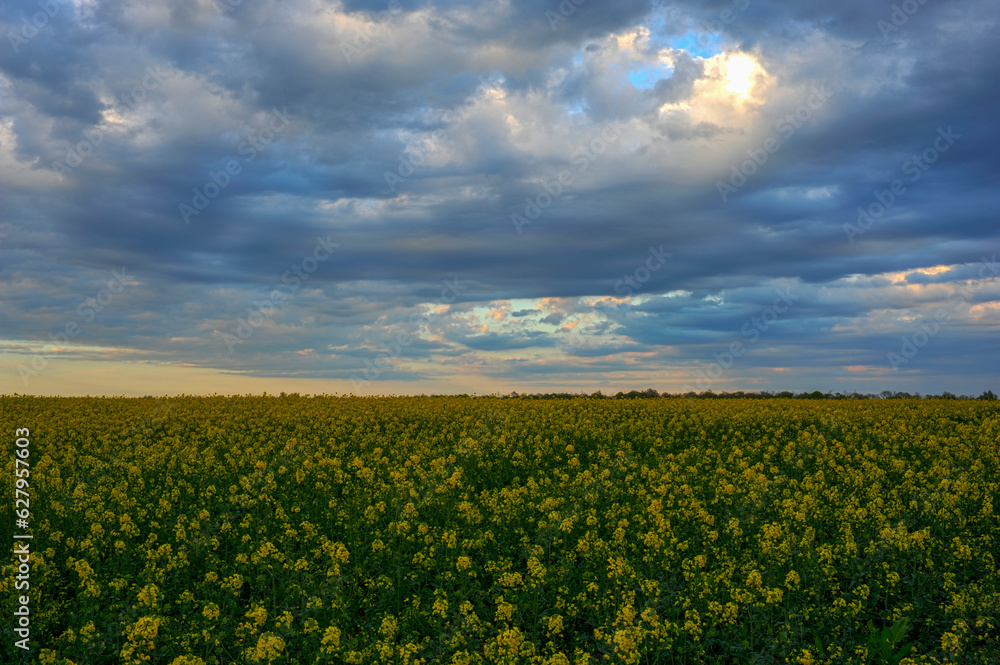 Bright blooming canola field, yellow flowers and green stalks against the evening sky. HDR style.