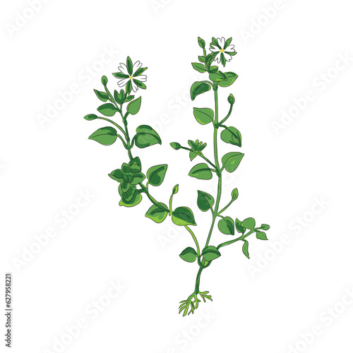 chickweed botanical vector plant illustration hand drawing style 