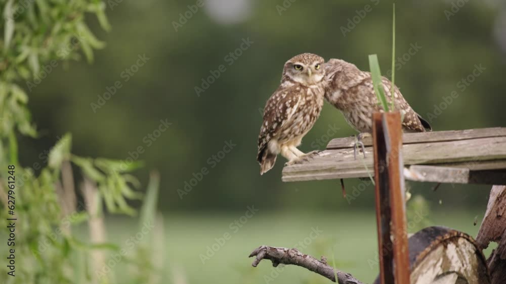 Mating pair of little owls preen each other and fly away from wooden fence