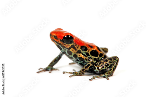 Red-backed poison frog // Rotrückenbaumsteiger, Netzbaumsteiger (Ranitomeya reticulata)