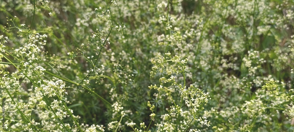 Delicate floral background with a romantic rustic meadow. Small white flowers on thin green branches. Gentle spring field with tiny wildflowers. Delicate floral background with a romantic rustic meadow. Small white flowers on thin green branches. Gentle spring field with tiny wildflowers.