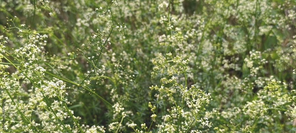 Delicate floral background with a romantic rustic meadow. Small white flowers on thin green branches. Gentle spring field with tiny wildflowers.