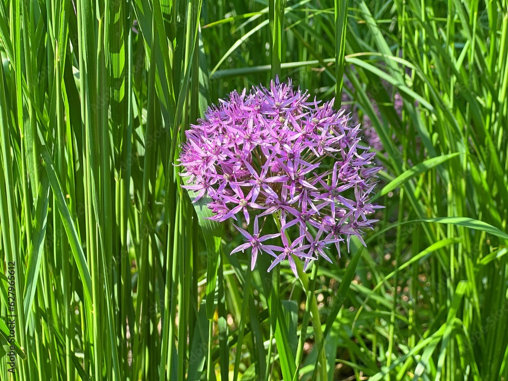 Fototapeta premium Purple flower allium onion in green grass meadow.