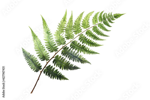 fern leaf hand draw illustration