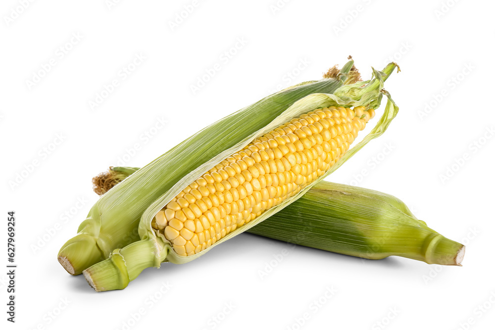 Fresh corn cobs isolated on white background Fresh corn cobs isolated on white background