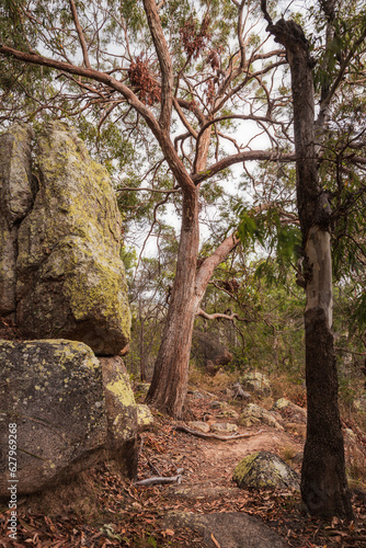 a large tree and rocks in a forest on magnetic island