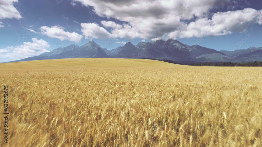 Drone Flying above Golden Wheat Field Slovakia. Aerial View of Dry Ripe Cereal Crop. Cloudy Blue Sky Tatry Mountain Range on Background. Summer Idyllic Landscape