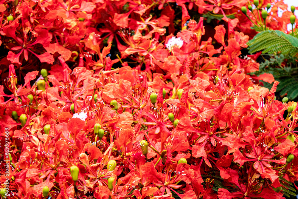 Buds and red flowers of Royal poinciana or Delonix regia or Flamboyant close-up Buds and red flowers of Royal poinciana or Delonix regia or Flamboyant close-up