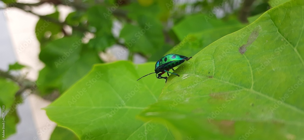 Colorful shield bug on the green leaf Colorful shield bug on the green leaf