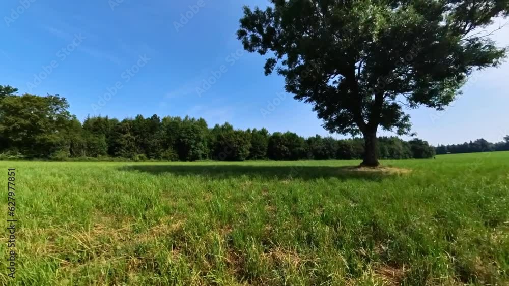 majestätischer großer Baum auf Wiese mit blauem Himmel, 4K majestätischer großer Baum auf Wiese mit blauem Himmel, 4K
