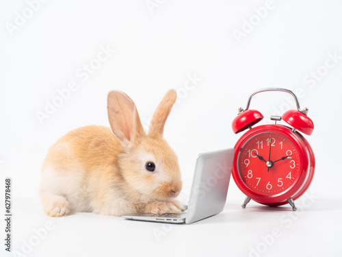 Baby brown rabbit with laptop and red alarm clock on whitebackground. Lovely baby rabbit looking and working with notebook.