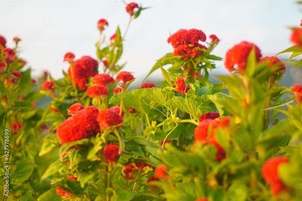 Fototapeta premium 赤い花