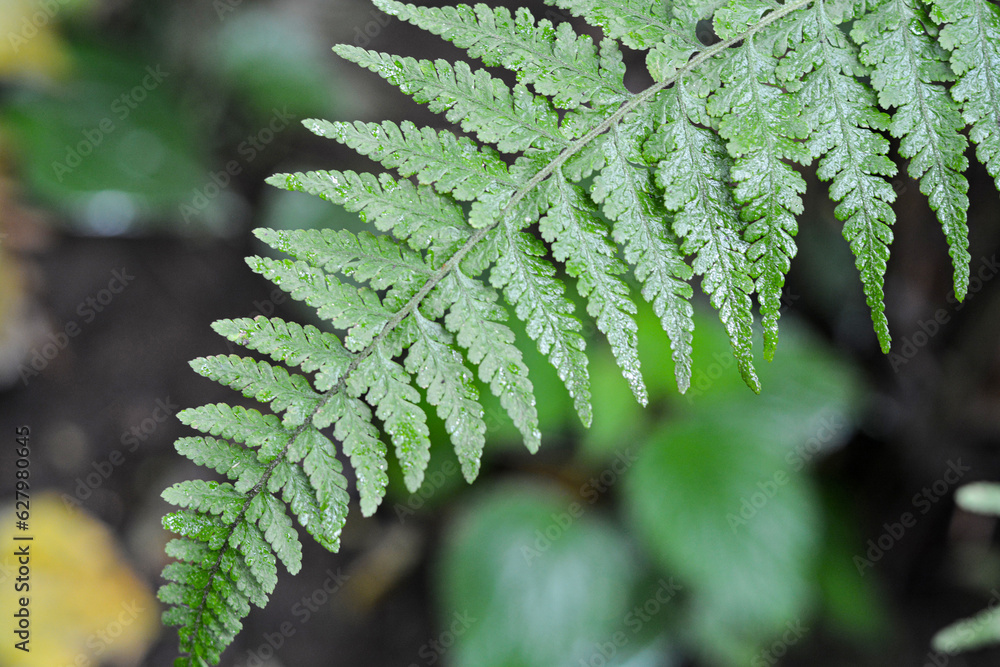Closeup view of Clinton's wood fern leaves. Closeup view of Clinton's wood fern leaves.