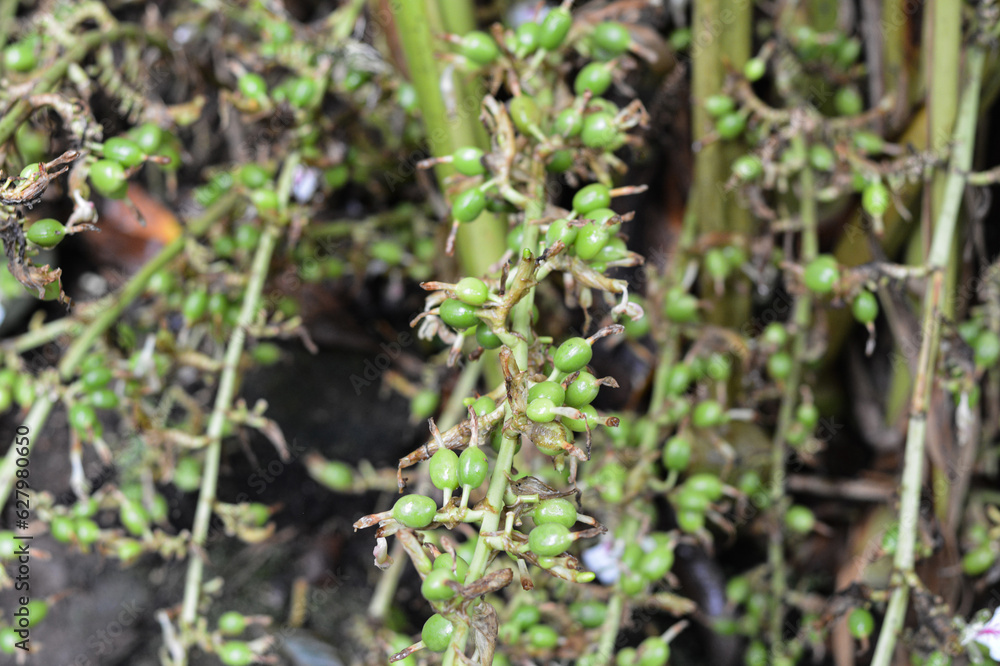 Cardamom pods growing in a cardamom plant. Cardamom pods growing in a cardamom plant.