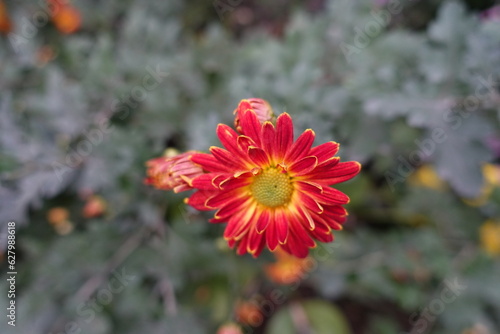 Flower and buds of red and yellow Chrysanthemum in October photo