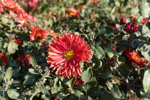 Coral red and yellow flower of Chrysanthemum in October photo
