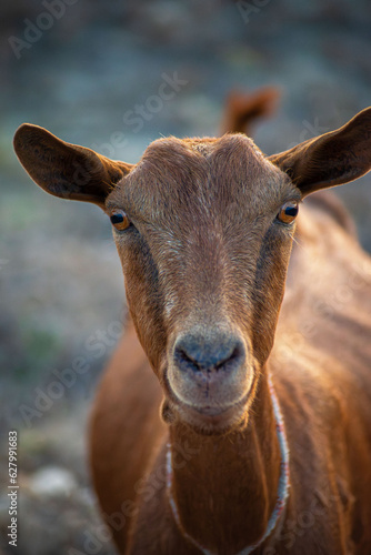 Portret kozy