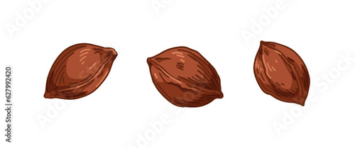 Apricot kernel, brown seed, fruit pit, core. Natural ingredient, organic food...