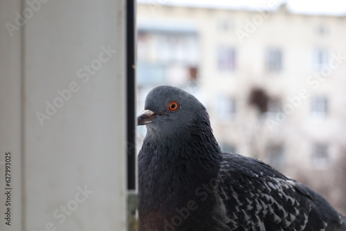 Female pigeon extreme closeup portrait, bird on the window, rainy day, pigeon beautiful portrait, pigeons eyes in macro, Extreme Close Up © human_antithesis