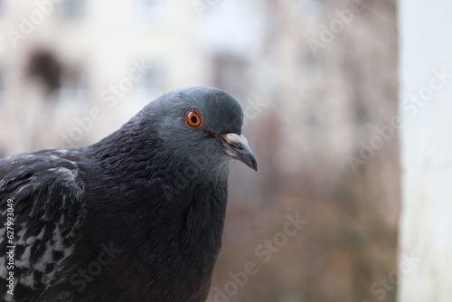Pigeon closeup portrait, bird on the window, rainy day, pigeon beautiful portrait, pigeons eyes in macro, Extreme Close Up