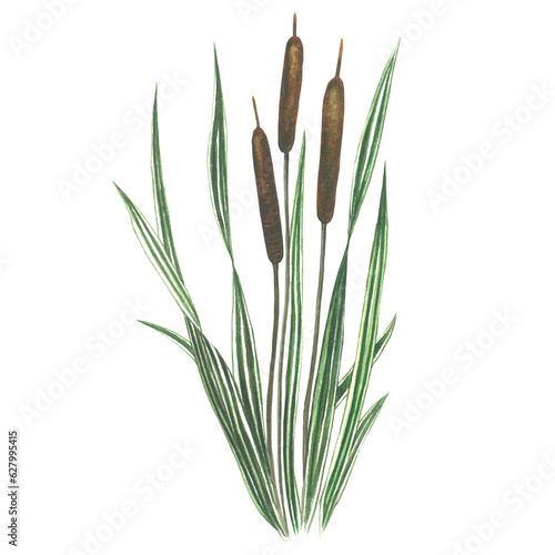 Watercolor illustration of cattail isolated on transparent background made by hand