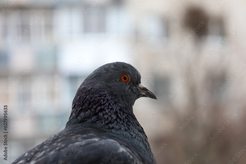 Female pigeon extreme closeup portrait, bird on the window, rainy day, pigeon beautiful portrait, pigeons eyes in macro, Extreme Close Up Female pigeon extreme closeup portrait, bird on the window, rainy day, pigeon beautiful portrait, pigeons eyes in macro, Extreme Close Up