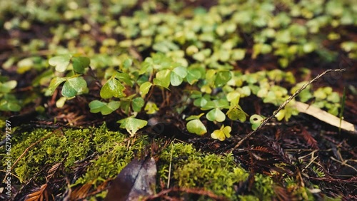 Wood Sorrel in Forest