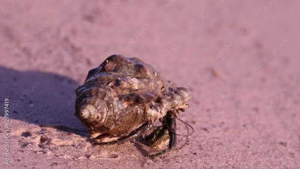 Close Up of a Hermit Crab Slowly Walking on Sand Close Up of a Hermit Crab Slowly Walking on Sand