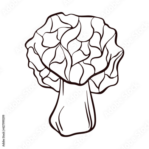 False morel inedible mushroom sketch. Line art deadly poisonous fungus illustration. Vector illustration isolated on a white background. Morchella Gyromitra esculenta.