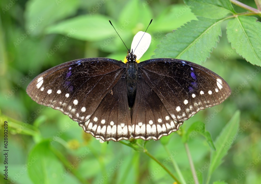 Obraz premium butterfly on a flower