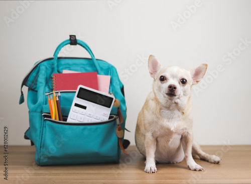Front view of brown short hair chihuahua dog sitting on wooden table and white background with  green school backpack with school supplies. Back to school concept. © Phuttharak