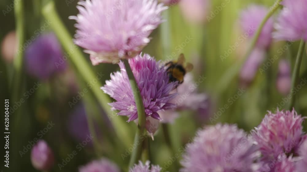 Bumblebee on a clover in the garden, close up Bumblebee on a clover in the garden, close up