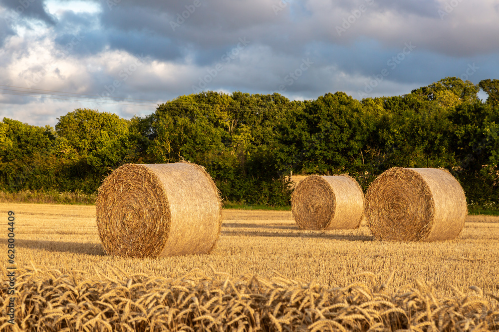 Hay Bales in a field in Sussex, on a sunny summer's evening