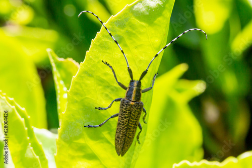 A close up of an agapanthia villosoviridescens, also known as a golden-bloomed grey longhorn beetle photo