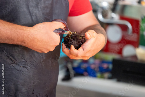 Cleaning a sea urchin and oysters at a food market