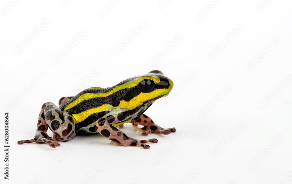 Fototapeta premium Sira poison dart frog, Pasco Poison Frog // Pasco Baumsteiger (Ranitomeya sirensis / Ranitomeya lamasi)