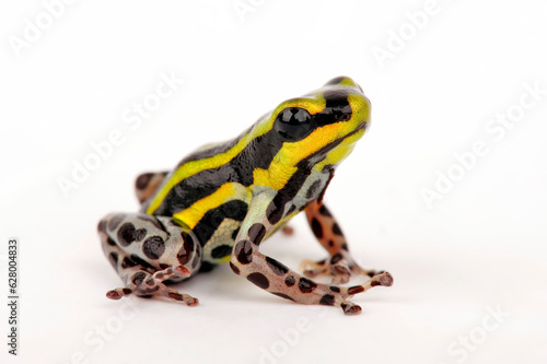 Sira poison dart frog, Pasco Poison Frog // Pasco Baumsteiger (Ranitomeya sirensis / Ranitomeya lamasi)