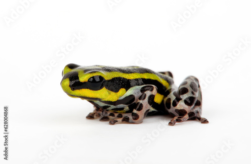 Sira poison dart frog, Pasco Poison Frog // Pasco Baumsteiger (Ranitomeya sirensis / Ranitomeya lamasi)