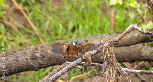 Kingfisher coming into land on branch