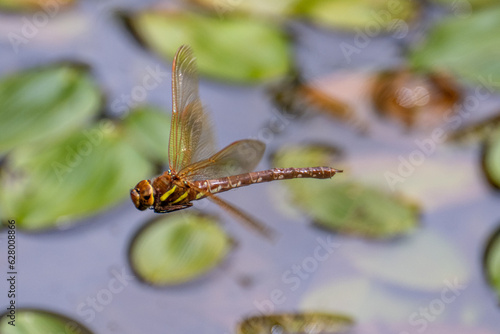 Brown hawker dragonfly (Aeshna grandis) in flight