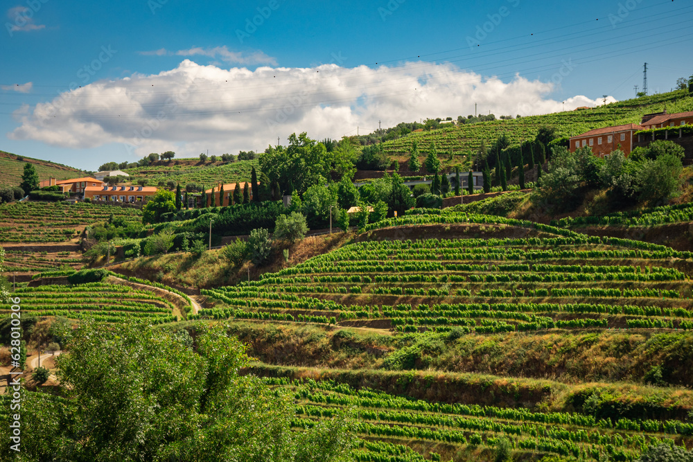Grape vines growing on the banks of the Dourro river in the Douro Valley of Portugal