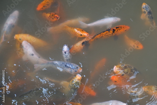 Koi fish or Fancy carp fish swimming in the pond © Ismi Fitri Hodijah