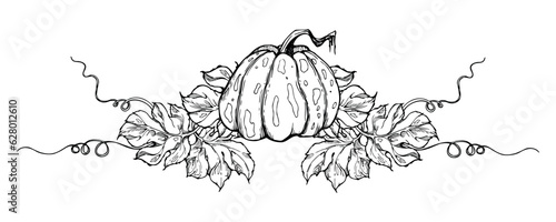 Hand drawn ink vector pumpkin gourd squash. Sketch illustration art for Thanksgiving, Halloween, harvest, farming. Isolated object, outline. Design for restaurant menu print, cafe, website, invitation